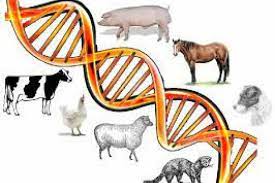 Animal Genetics Market Size,