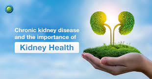 The Importance of Kidney Health and How to Protect It