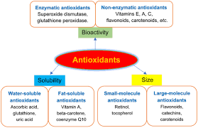 The Role of Antioxidants in Health and Wellness