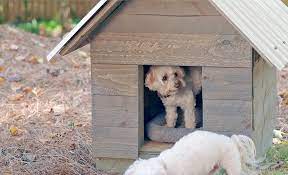 A Guide to Building a DIY Dog House