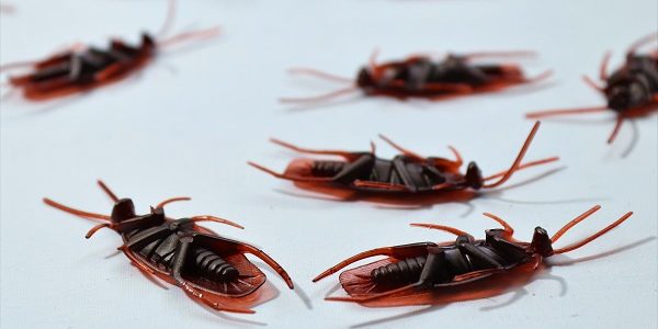 cockroach pest control Singapore